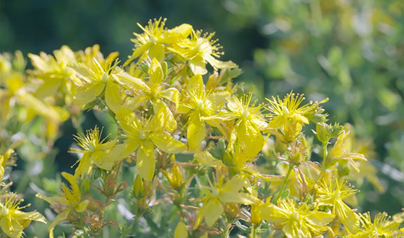 Stake(�й���)�ٷ���վ